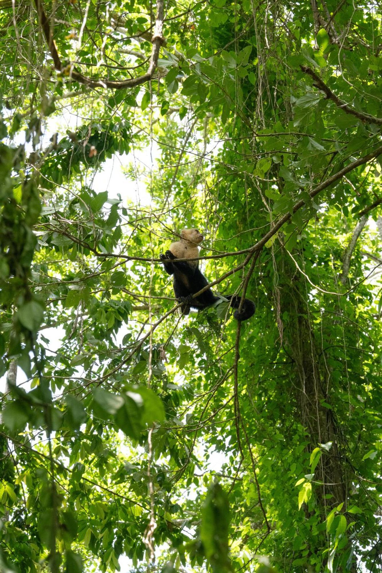 Hacienda Baru Villa Dominical Ngoại thất bức ảnh